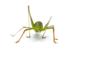 macro of a grasshopper isolated on white