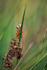 pair of grasshoppers on a grass
