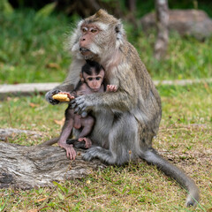 Fototapeta premium cute macaque mother with baby sitting on the grass and eating an apple