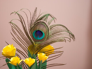 peacock feather as a background