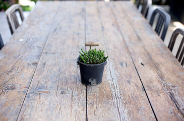 one cactus on the table and chair around table