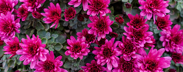 A large bush of autumn chrysanthemums, suitable for the background in the designer's work.