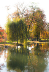 Herbstliche Bäume im Dunst