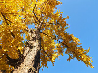 Colours of autumn fall - big beautiful Ginkgo tree with yellow leafs