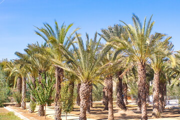 Fototapeta premium lush forest of colorful palm trees