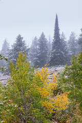 Fototapeta premium Forest, Grand Teton National Park, Wyoming, Usa, America