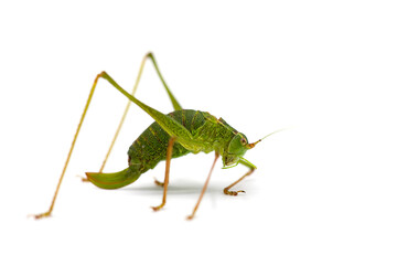 macro of a grasshopper isolated on white