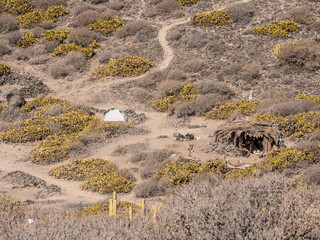 grass in the desert
