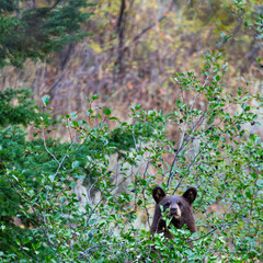 American black bear (Ursus americanus), Grand Teton National Park, Wyoming, Usa, America