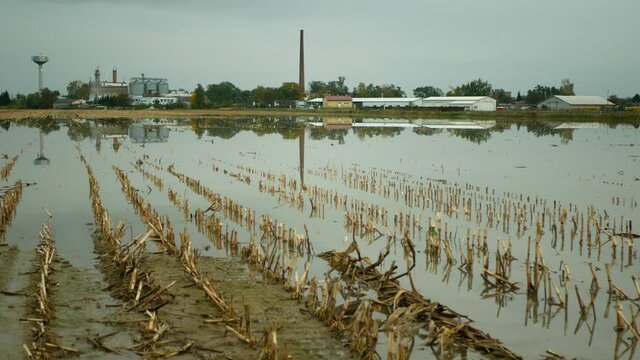 Flood corn mold blight maize yellow ears plants field harvested damaged flooded water mud plantation damage catastrophe crops harvest mildew ear Zea mays green disaster calamity fall spill river