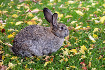 hare on the grass among the autumn foliage