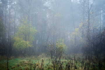 łąką we mgle ,drzewo ,łąka,mgła	 - obrazy, fototapety, plakaty