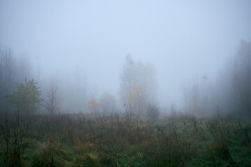 Fototapeta na wymiar łąką we mgle ,drzewo ,łąka,mgła 