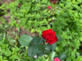Rote Rose