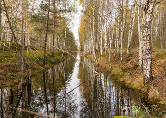 autumn landscape with a bog ditch, colorful trees on the side of the ditch, white birch trunks and yellow leaves reflected in the water of a dark bog ditch