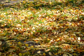 Autumn fallen leaves on green grass. Autumn wallpaper. Fall season nature. Defoliation. Park nature background.