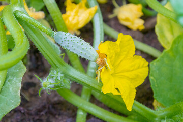 Cucumber embryo with a yellow flower on a branch