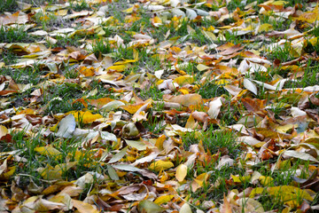 Autumn fallen leaves on green grass. Autumn wallpaper. Fall season nature. Defoliation. Park nature background.