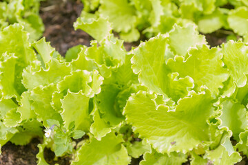 Green lettuce leaves grow in the garden in the summer