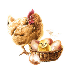 Hen and Newborn small fluffy yellow chick hatched from the egg. Hand drawn watercolor illustration isolated on white background