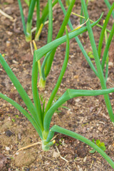 Green onions grow in the garden in the summer