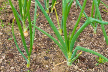 Green onions grow in the garden in the summer