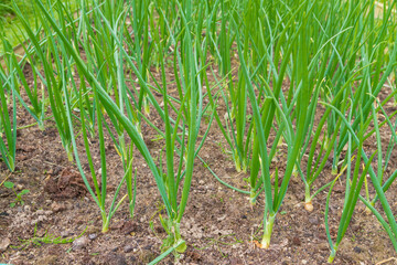 Obraz premium Green onions grow in the garden in the summer