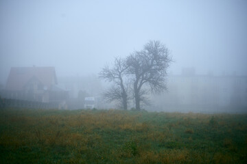 łąką we mgle ,drzewo ,łąka,mgła