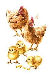 Hens and small yellow fluffy Chicks, Hand drawn watercolor illustration isolated on white background