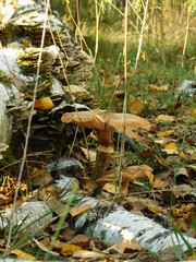 fallen autumn leaves