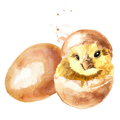 Newborn small fluffy yellow chick hatched from an egg, Hand drawn watercolor illustration isolated on white background