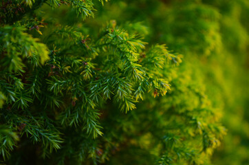 Fototapeta premium Macro of evergreen tree branch. Thuja occidentalis is a tree in the cypress family Cupressaceae