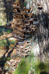Fototapeta na wymiar mushrooms on a trunk