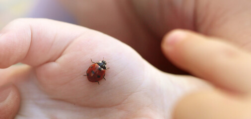 Ladybug on the hand, beautiful, bug, close