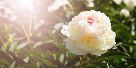 Beautiful white peony in a flower bed