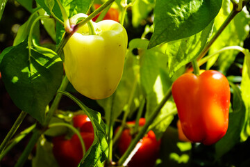 Paprika oder Chili