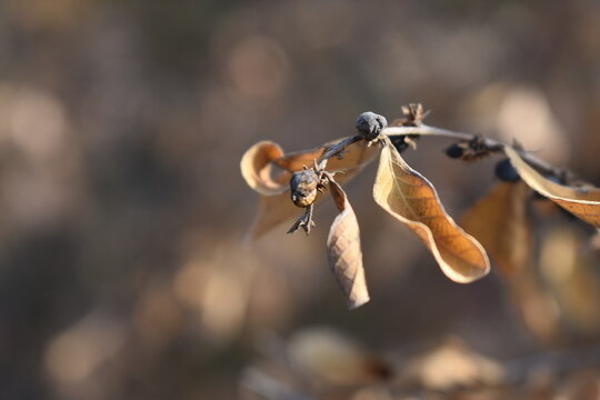 Beautiful snap of dried leaf