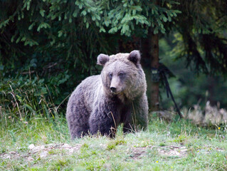 Wild brown bear, Ursus arctos, Slovenia.