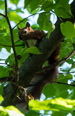 Brown squirrel at bench of a tree