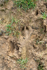 Spur in der feutchten Erde: Reh oder Hirsch? © Madeleine