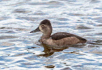 A closeup of a Female Ring-necked Duck swimming in turbulent lake waters in early November.