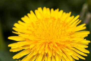 fresh yellow dandelions