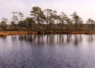 swamp landscape, bog vegetation painted in autumn, grass, moss covers the ground, bog pines