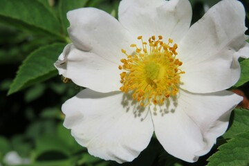 Beautiful rosehip flower in spring, closeup