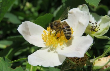  Honeybee on a rosehips flower in spring season, closeup