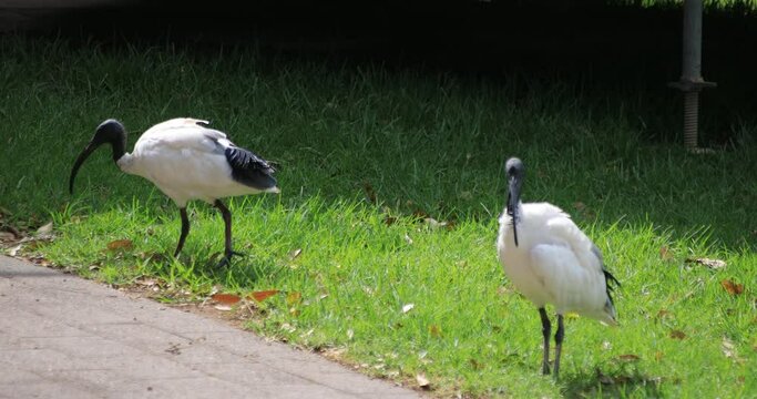 Australian White Ibis at Taronga zoo island in Sydney daytime handheld