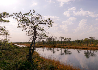 Fototapeta na wymiar swamp landscape, bog vegetation painted in autumn, grass, moss covers the ground, bog pines