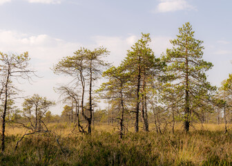 Obraz premium swamp landscape, bog vegetation painted in autumn, grass, moss covers the ground, bog pines