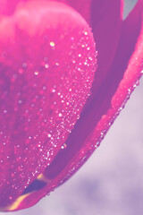 Vertical background made of part of pink colored fragile tulip flower with small dew drops  on petals.