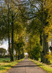 colorful landscape with tree alley, gorgeous trees by the roadside, golden autumn